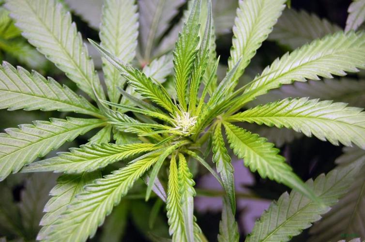 Gorilla Cookies  FF 2. Week 6 - 17-8