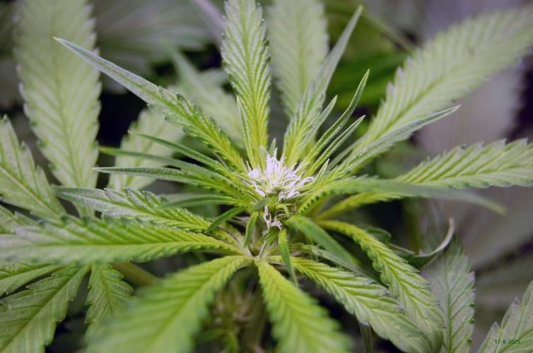 Gorilla Cookies  FF 2. Week 6 - 17-8