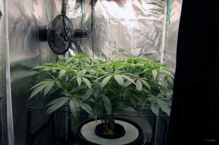 Gorilla Cookies  FF 2. Week 6 - 17-8