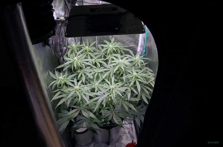 Gorilla Cookies  FF 2. Week 7 - 24-8