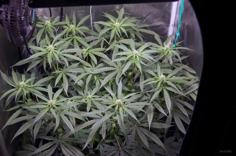 Gorilla Cookies  FF 2. Week 7 - 24-8