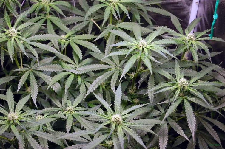 Gorilla Cookies  FF 2. Week 7 - 24-8