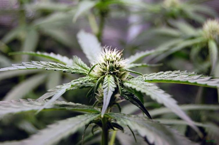 Gorilla Cookies  FF 2. Week 7 - 24-8