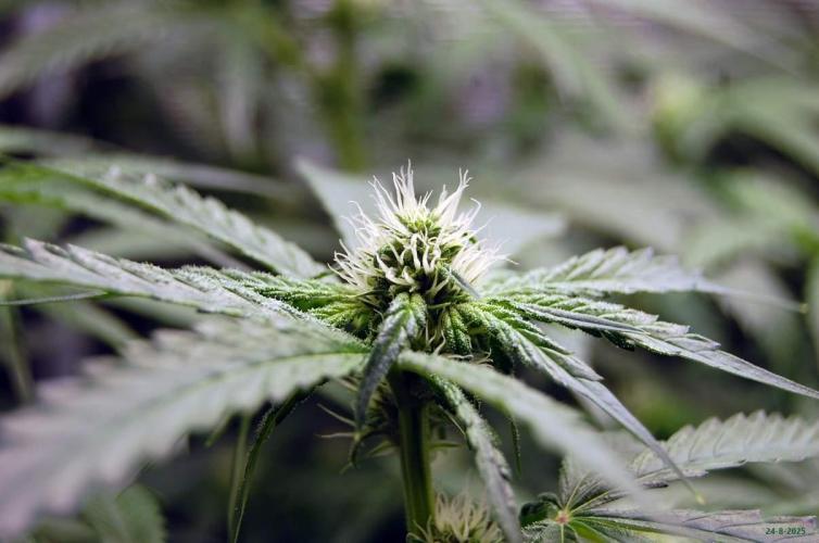 Gorilla Cookies  FF 2. Week 7 - 24-8