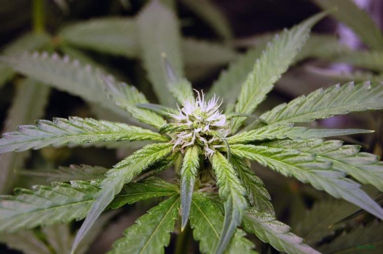 Gorilla Cookies  FF 2. Week 7 - 24-8