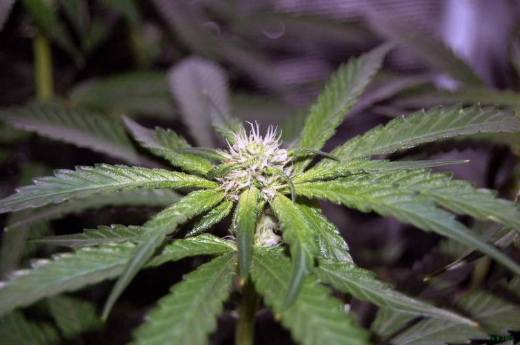 Gorilla Cookies  FF 2. Week 7 - 24-8