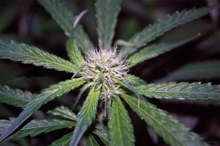 Gorilla Cookies  FF 2. Week 7 - 24-8