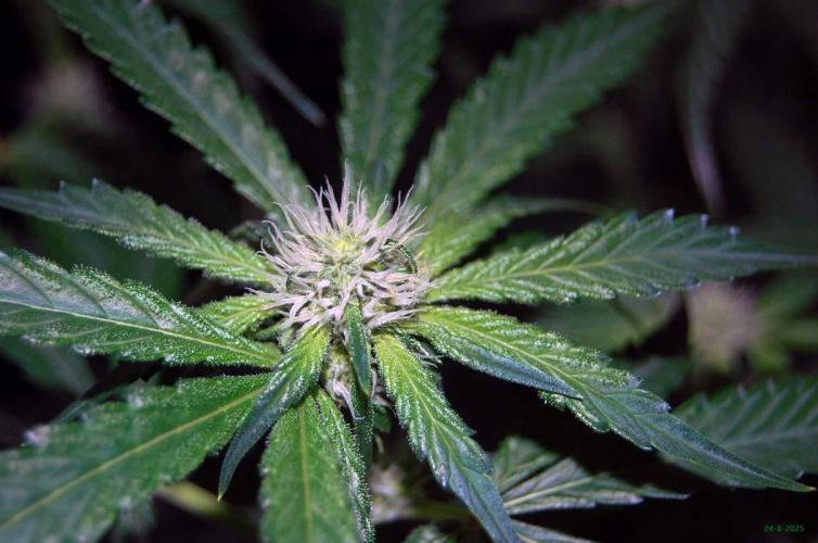 Gorilla Cookies  FF 2. Week 7 - 24-8