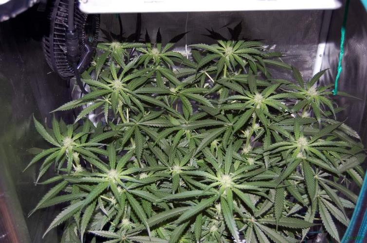 Gorilla Cookies  FF 2. Week 7 - 24-8