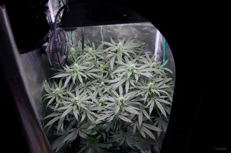 Gorilla Cookies  FF 2. Week 8 - 31-8