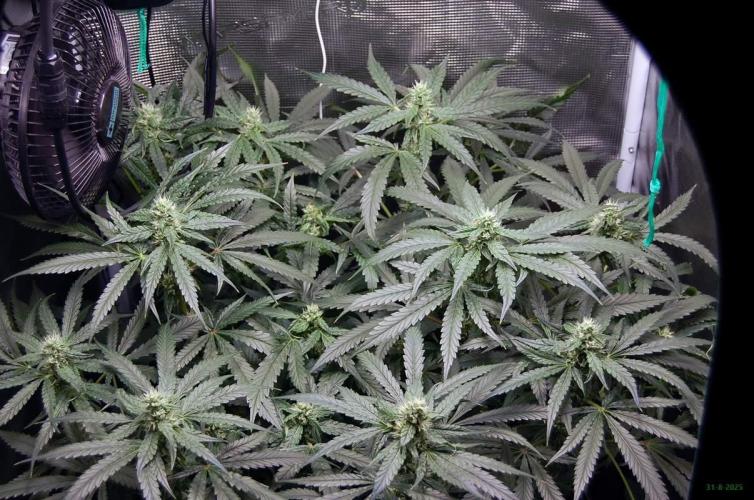 Gorilla Cookies  FF 2. Week 8 - 31-8