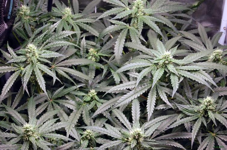 Gorilla Cookies  FF 2. Week 8 - 31-8