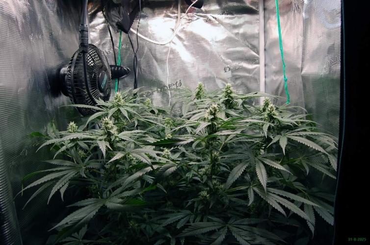 Gorilla Cookies  FF 2. Week 8 - 31-8