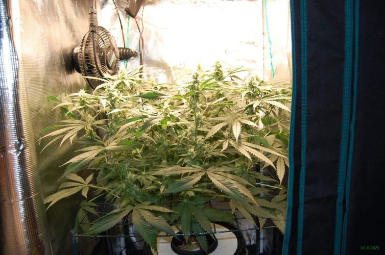 Gorilla Cookies  FF 2. Week 8 - 31-8