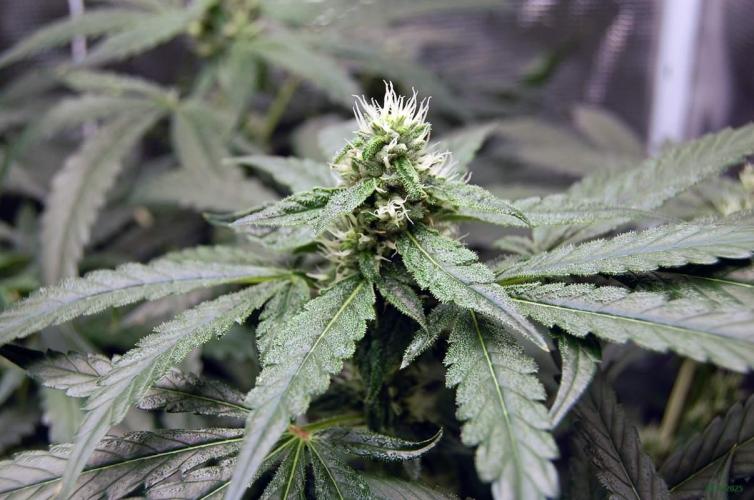 Gorilla Cookies  FF 2. Week 8 - 31-8