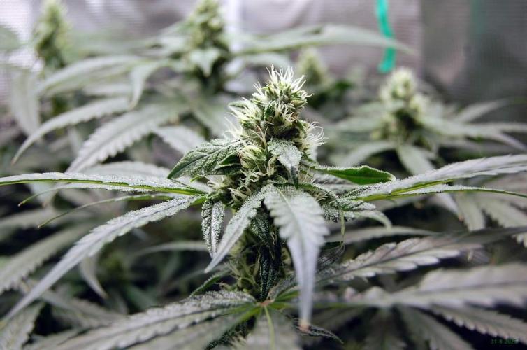 Gorilla Cookies  FF 2. Week 8 - 31-8