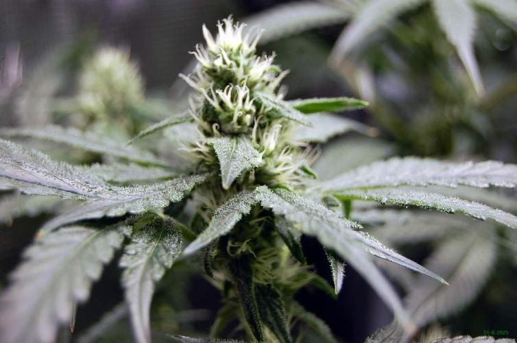 Gorilla Cookies  FF 2. Week 8 - 31-8