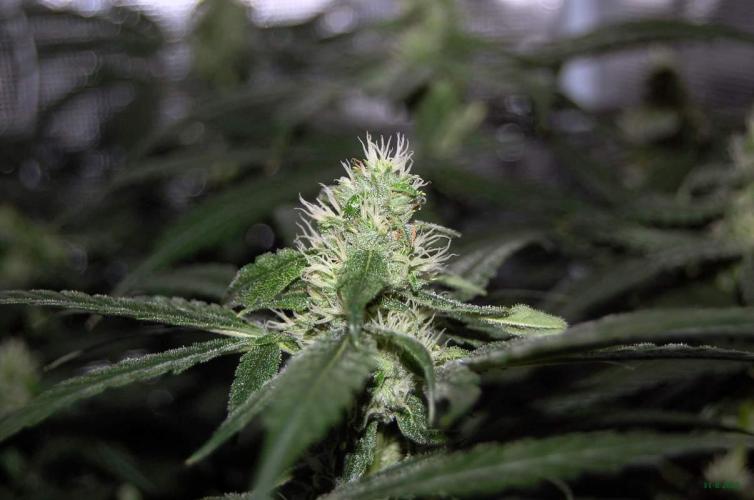 Gorilla Cookies  FF 2. Week 8 - 31-8