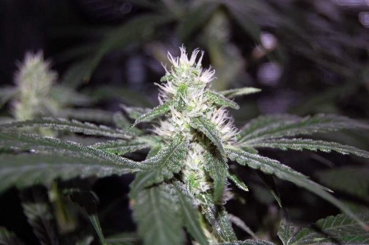 Gorilla Cookies  FF 2. Week 8 - 31-8