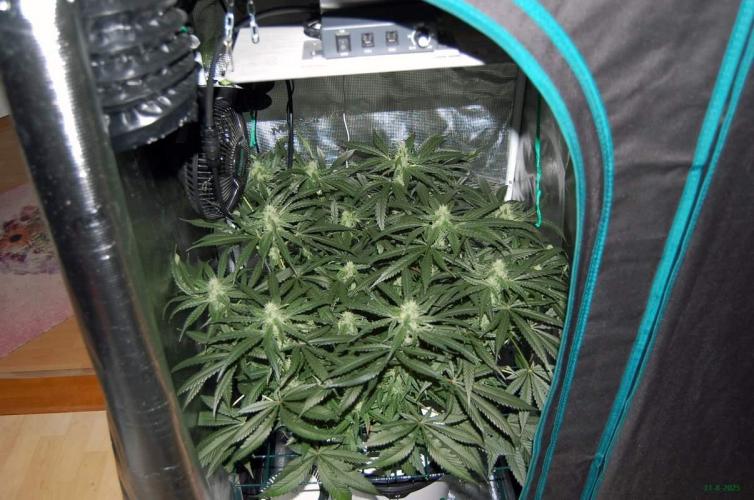 Gorilla Cookies  FF 2. Week 8 - 31-8