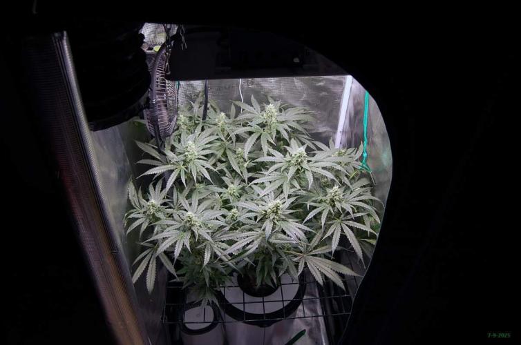 Gorilla Cookies  FF 2. Week 9 - 7-9