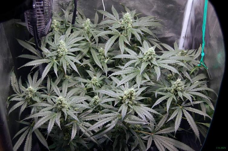 Gorilla Cookies  FF 2. Week 9 - 7-9