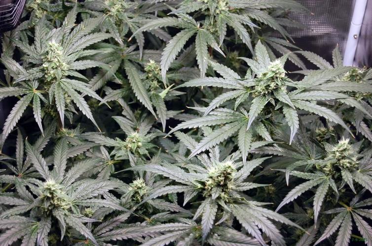 Gorilla Cookies  FF 2. Week 9 - 7-9