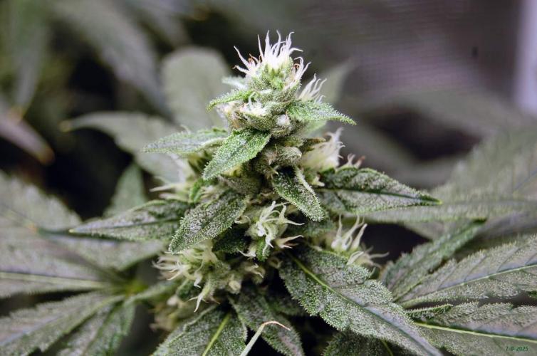 Gorilla Cookies  FF 2. Week 9 - 7-9