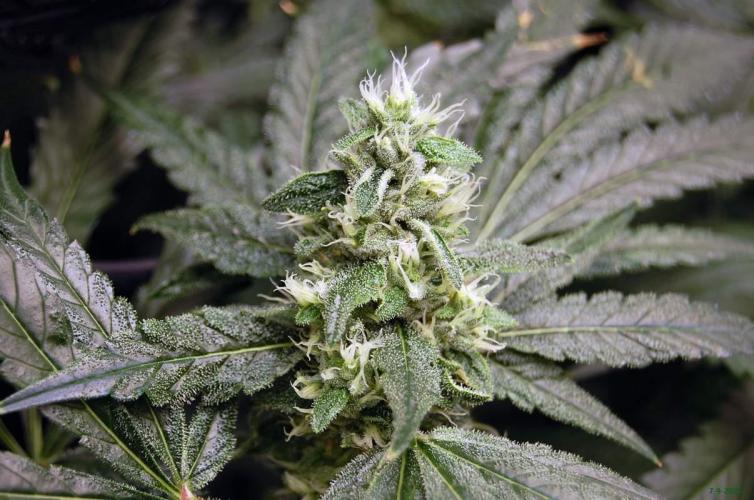 Gorilla Cookies  FF 2. Week 9 - 7-9