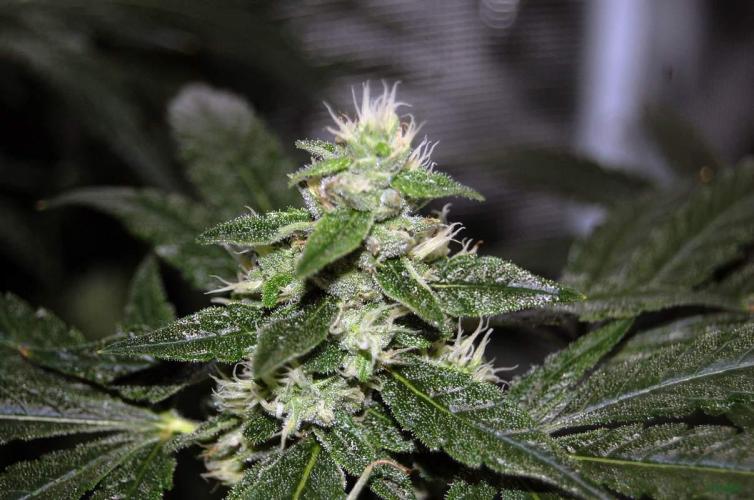 Gorilla Cookies  FF 2. Week 9 - 7-9