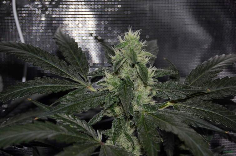 Gorilla Cookies  FF 2. Week 9 - 7-9