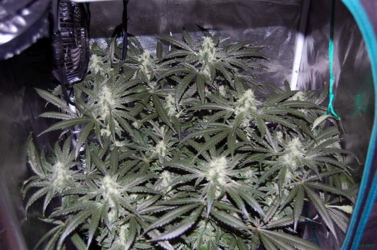 Gorilla Cookies  FF 2. Week 9 - 7-9