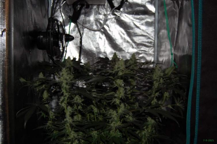 Gorilla Cookies  FF 2. Week 9 - 7-9