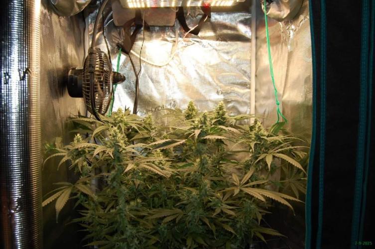 Gorilla Cookies  FF 2. Week 9 - 7-9