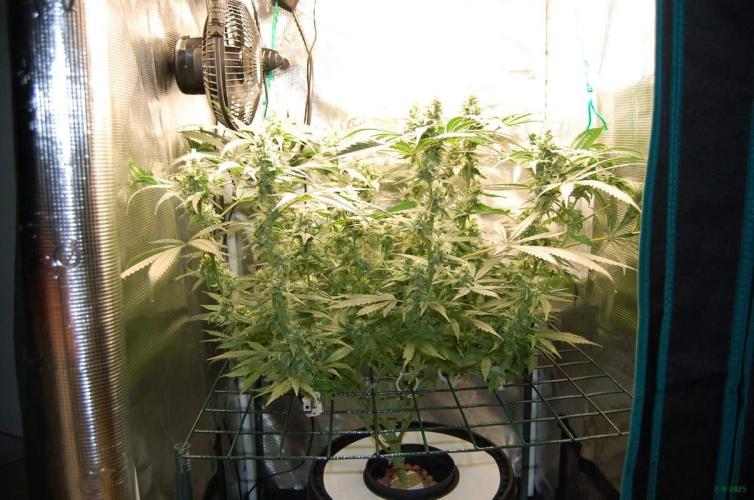 Gorilla Cookies  FF 2. Week 9 - 7-9