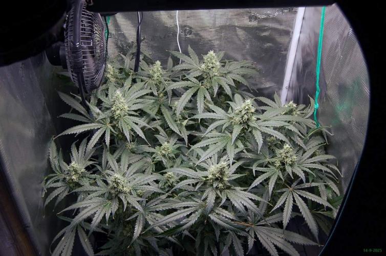 Gorilla Cookies  FF 2. Week 10 - 14-9