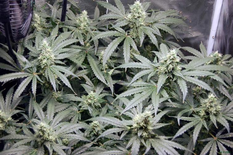 Gorilla Cookies  FF 2. Week 10 - 14-9