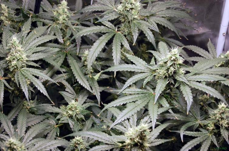 Gorilla Cookies  FF 2. Week 10 - 14-9