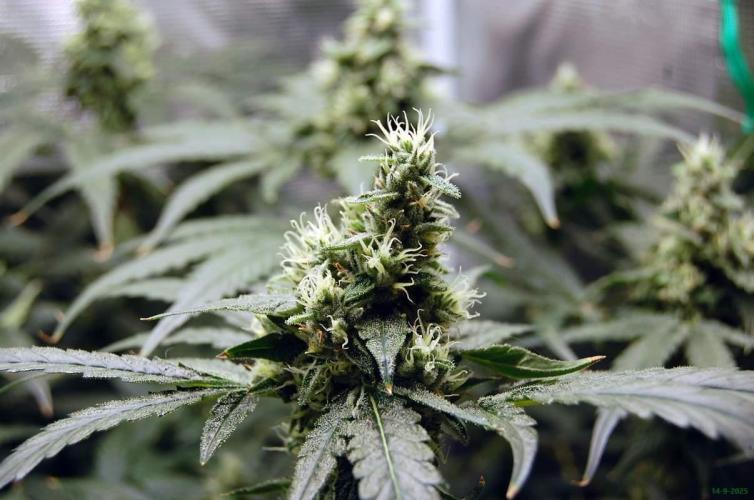 Gorilla Cookies  FF 2. Week 10 - 14-9