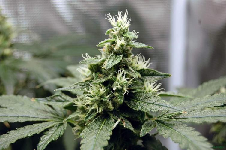 Gorilla Cookies  FF 2. Week 10 - 14-9