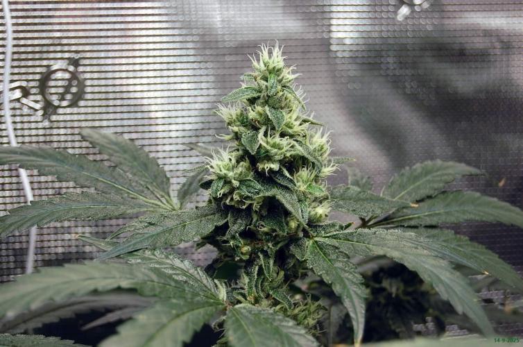 Gorilla Cookies  FF 2. Week 10 - 14-9