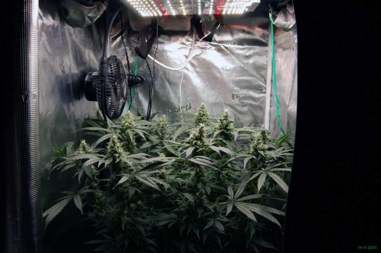 Gorilla Cookies  FF 2. Week 10 - 14-9