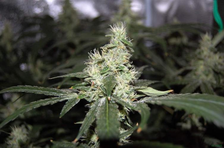 Gorilla Cookies  FF 2. Week 10 - 14-9