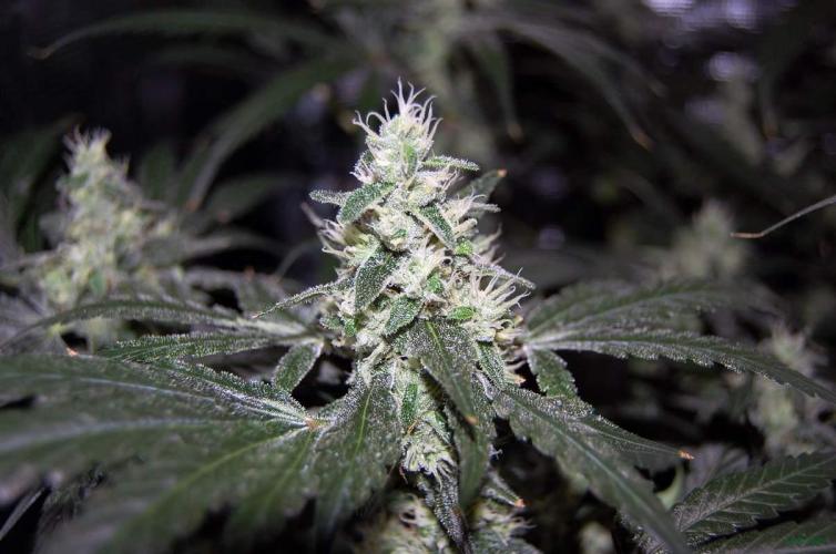 Gorilla Cookies  FF 2. Week 10 - 14-9