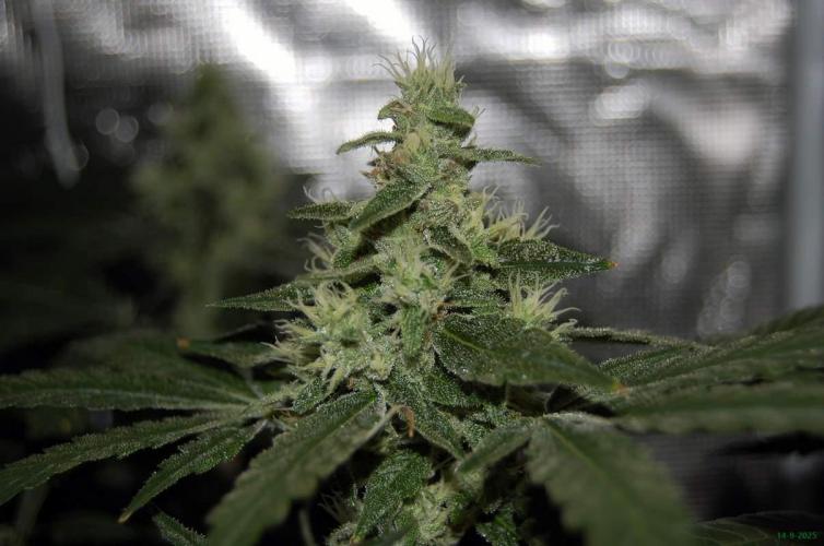 Gorilla Cookies  FF 2. Week 10 - 14-9