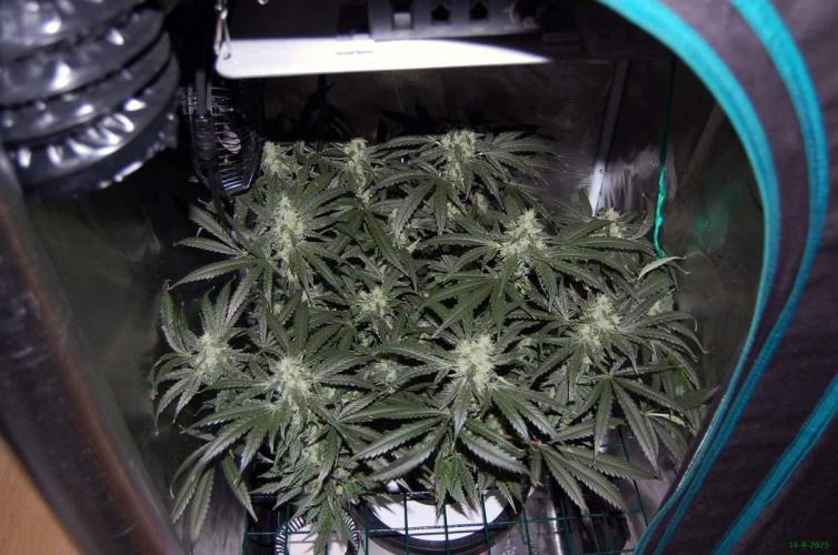 Gorilla Cookies  FF 2. Week 10 - 14-9