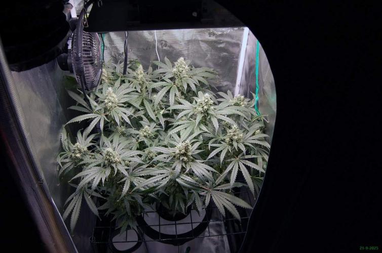 Gorilla Cookies  FF 2. Week 11 - 21-9