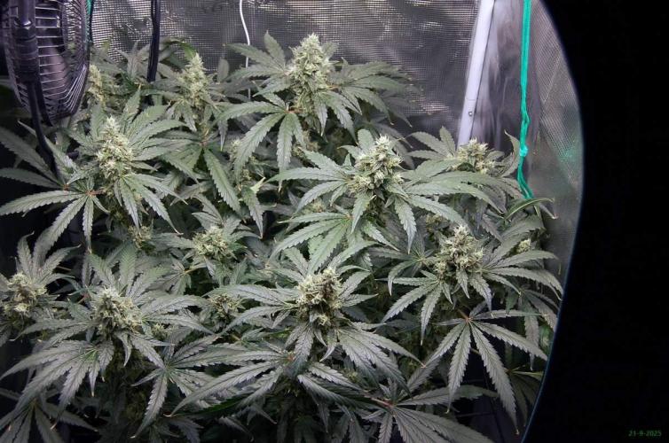 Gorilla Cookies  FF 2. Week 11 - 21-9