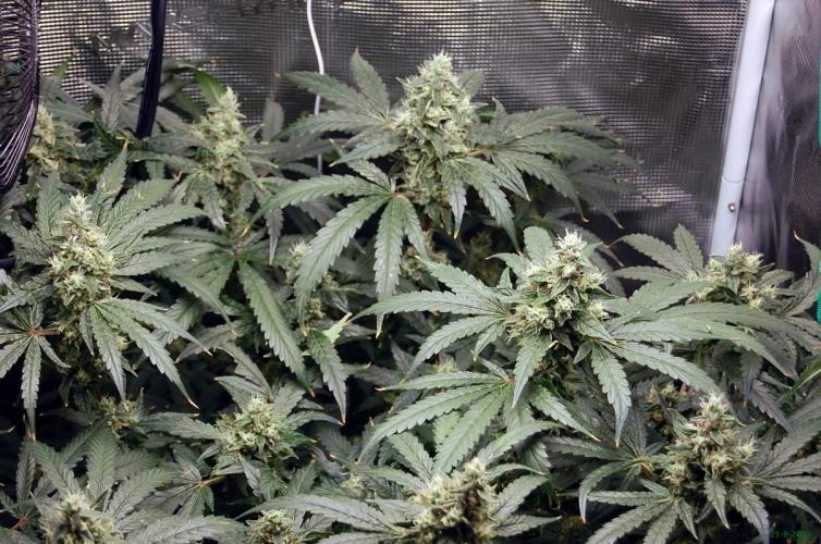 Gorilla Cookies  FF 2. Week 11 - 21-9