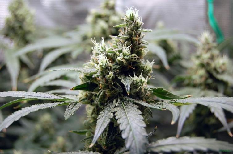 Gorilla Cookies  FF 2. Week 11 - 21-9